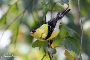 goldfinch