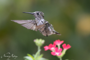 hummingbird