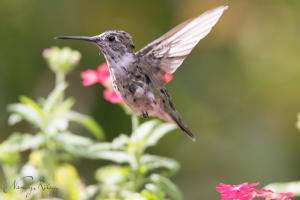 hummingbird