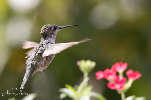 hummingbird