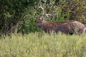 Indochina sika deer