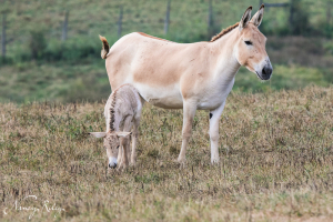 Persian onager
