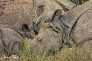 Greater one-horned Asian rhino