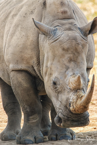 Southern white rhino