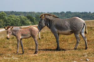 Grevy's zebra
