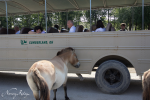 Przewalski's wild horse