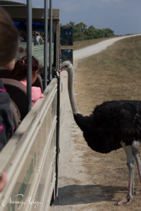 ostrich